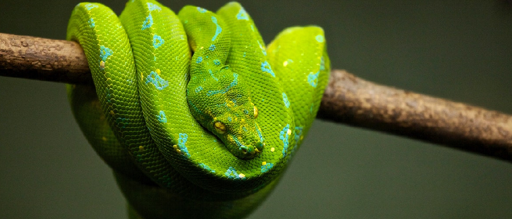 Green Tree Python Color Change