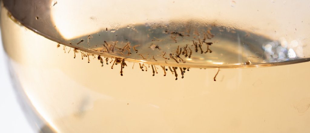 Live Mosquito Larvae for Sale