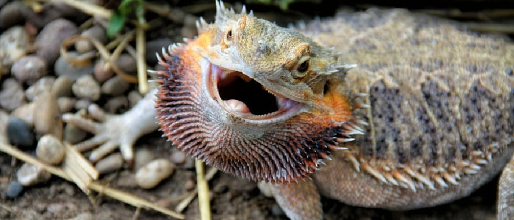 Bearded Dragon Died With Mouth Open