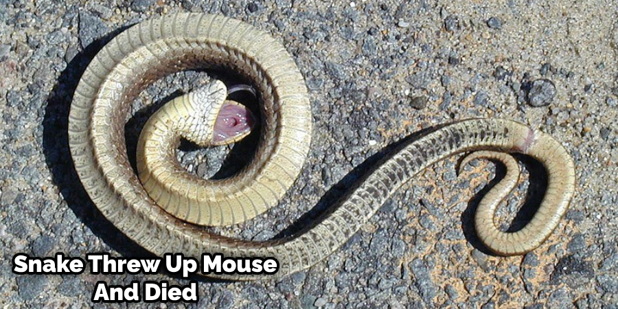 Why Do Snakes Turn Upside down When They Die