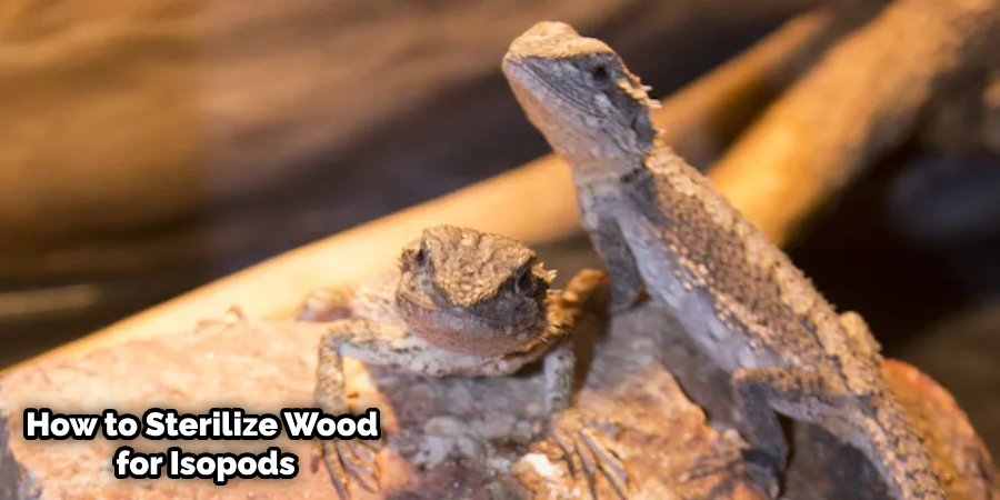 How to Sanitize Wood for Reptiles