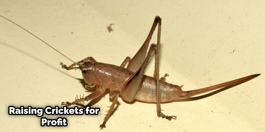 How Fast Do Crickets Grow