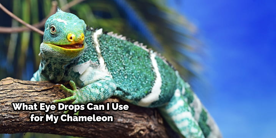 How to Treat Chameleon Eye Infection