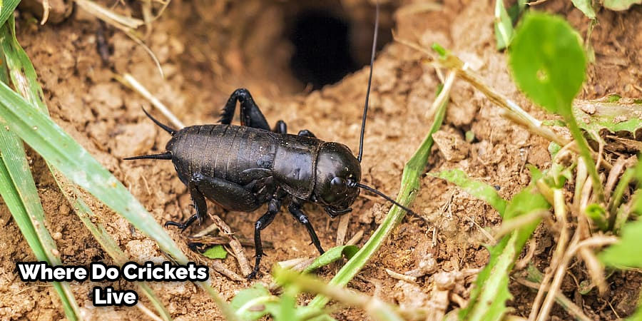 Do Crickets Turn into Beetles