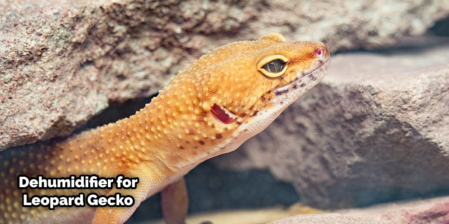 How to Lower Humidity in Leopard Gecko Tank