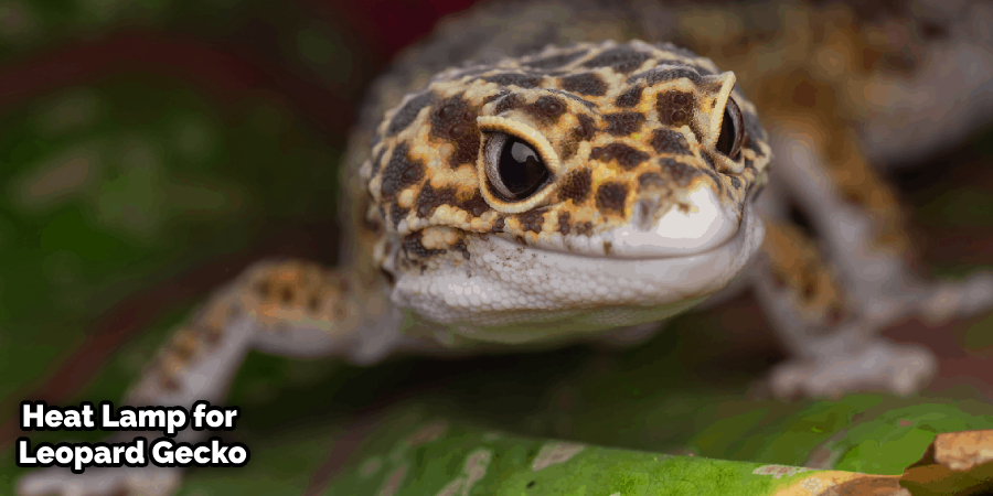 What Watt Uvb Bulb for a Leopard Gecko