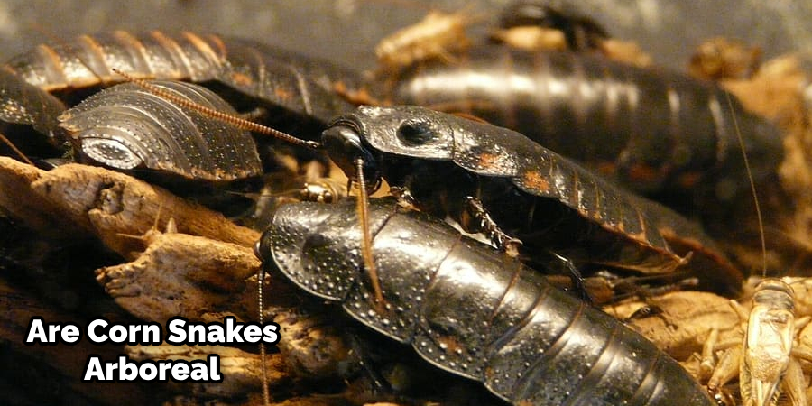 Best Isopods for Corn Snake