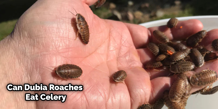 Can Dubia Roaches Eat Grapes