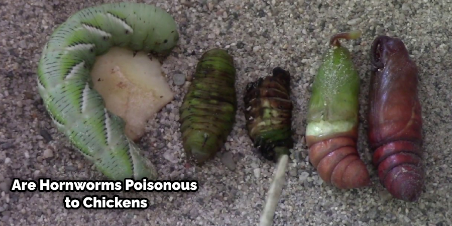 Are Hornworms Poisonous to Dogs