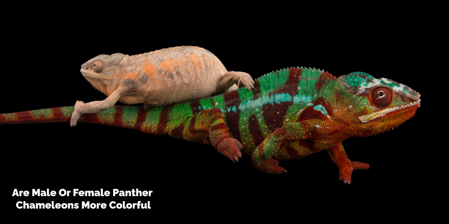 Male Vs Female Panther Chameleon