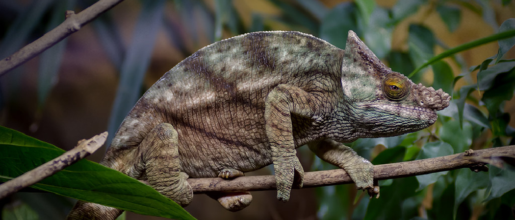 Chameleon Not Moving And Eyes Closed