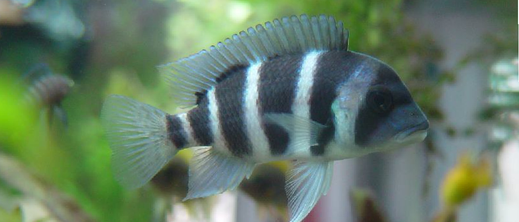 Why is My African Cichlid Turning Black