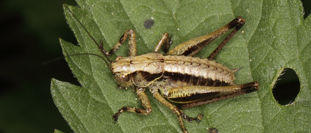 How Fast Do Crickets Grow