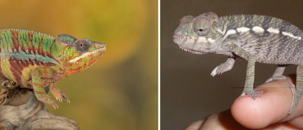 Male Vs Female Panther Chameleon