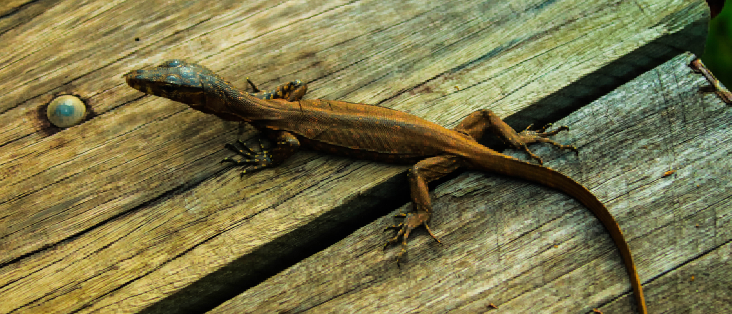 How to Sanitize Wood for Reptiles