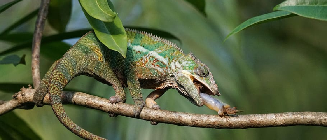 Where to Find Panther Chameleons in Florida