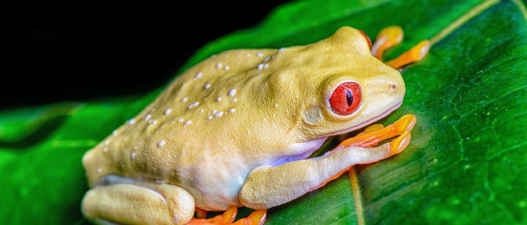 White Spots on Red Eyed Tree Frog