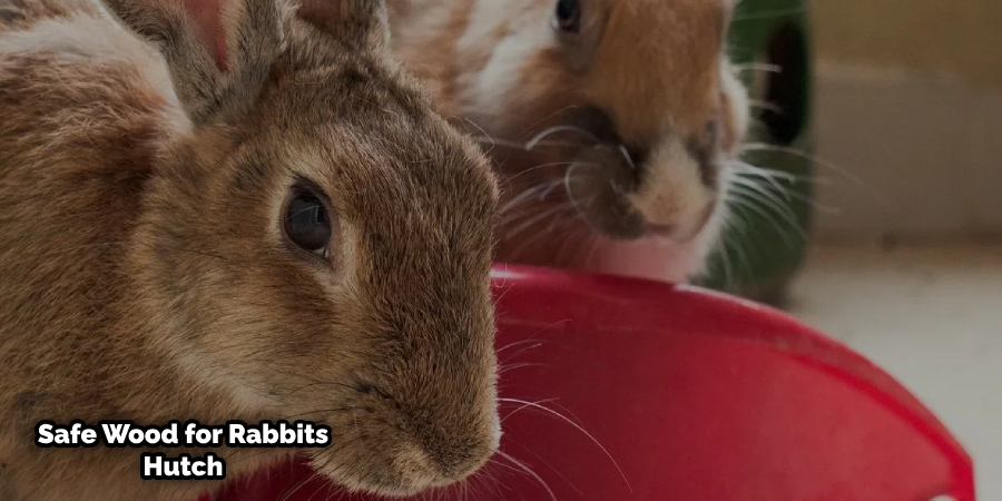 Is Aspen Wood Safe for Rabbits