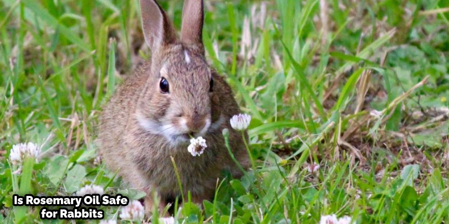 Which Essential Oils are Safe for Rabbits