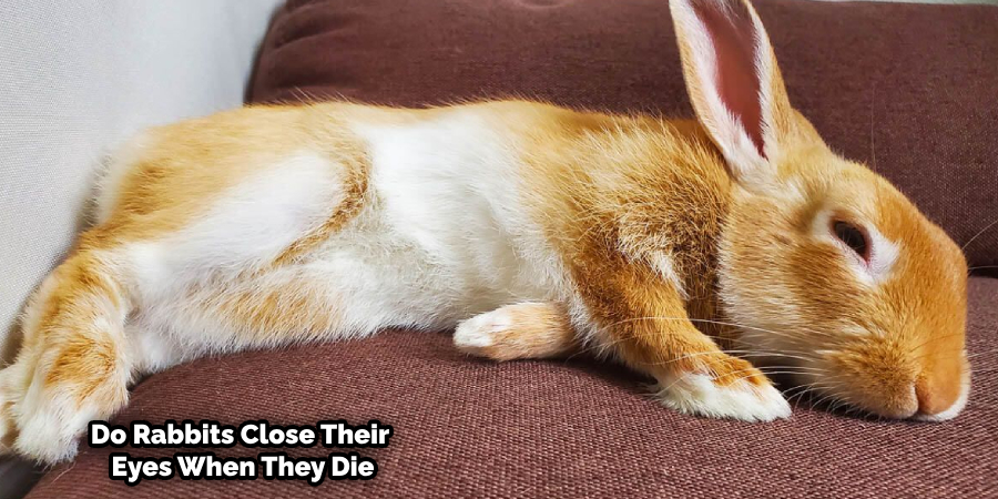 Do Rabbits Sleep With Their Eyes Closed