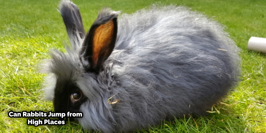 How High Can a Lionhead Rabbit Jump