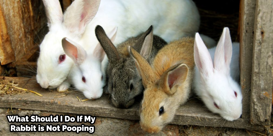 Rabbit Eating But Not Pooping
