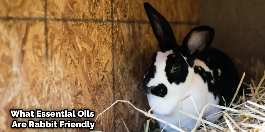Which Essential Oils are Safe for Rabbits