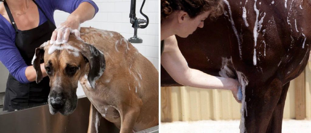 Can You Use Horse Shampoo on Dogs