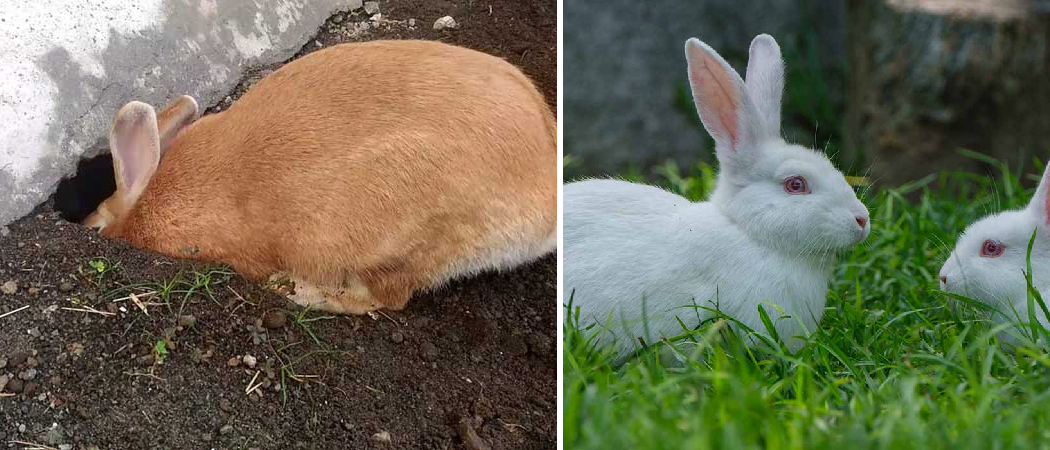 How Small of a Hole Can a Rabbit Fit Through