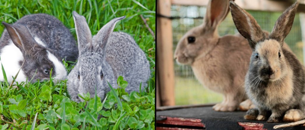 Can Two Unspayed Rabbits Live Together