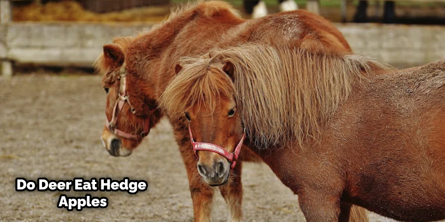 Can Horses Eat Osage Oranges