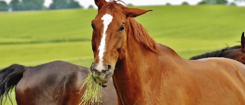 Can Horses Eat Osage Oranges