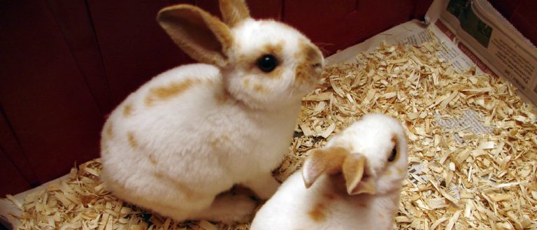 White Bunnies With Brown Spots