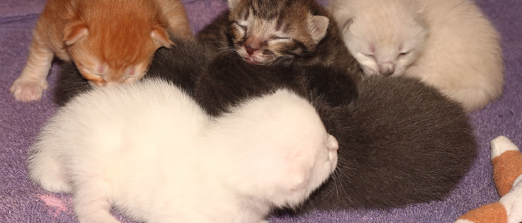 What Happens After a Cat Gives Birth: Preparing for the Miracle of Newborn Kittens
