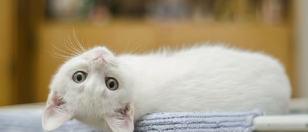 Why Do Cats Sound Like Crying Babies at Night? Surprising Answers!
