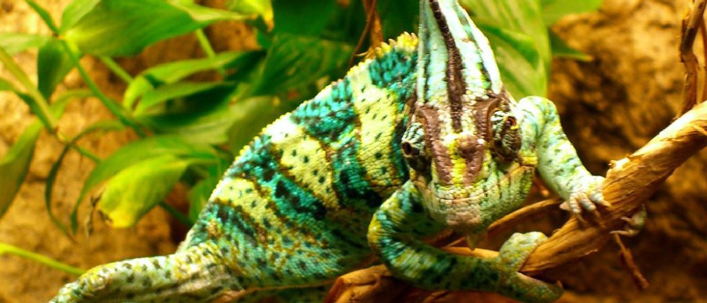 How Do I Know If My Chameleon is Dying: Vital Signs to Look Out For