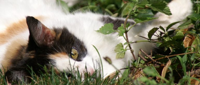 Why is My Cat Drooling While Purring? Find Out The Surprising Reason!