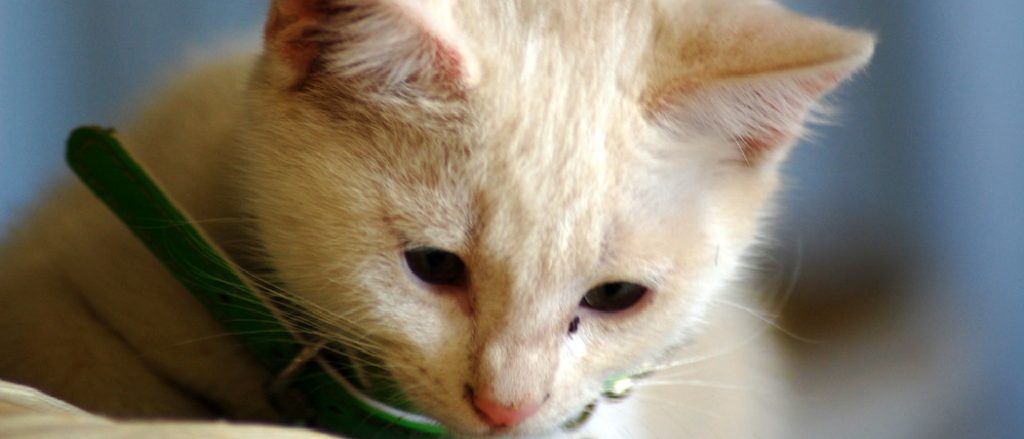 Why Do Cats Lose Whiskers: The Surprising Truth Revealed!