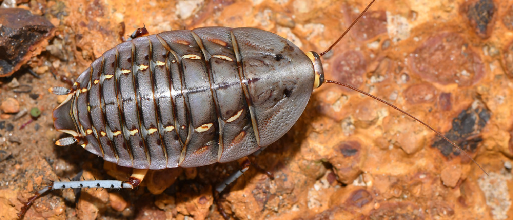 What Do Dubia Roaches Eat? Find Out Their Powerful Diet