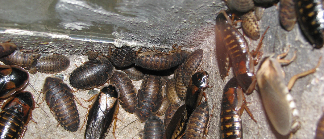 How to Keep Dubia Roaches : Essential Tips for Success