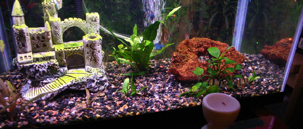 How Many Otocinclus in 10 Gallon Tank: Optimal Stocking Guide