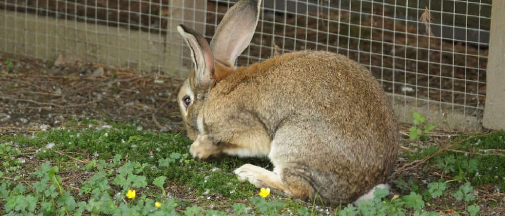 How to Keep Rabbits from Digging Out of Pen: 5 Foolproof Techniques