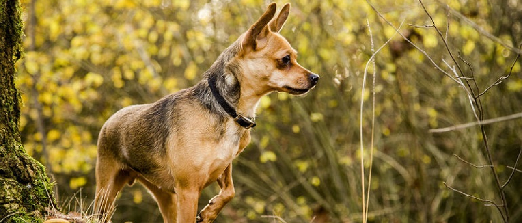 How Often Should You Strip a Border Terrier: Expert Tips & Tricks