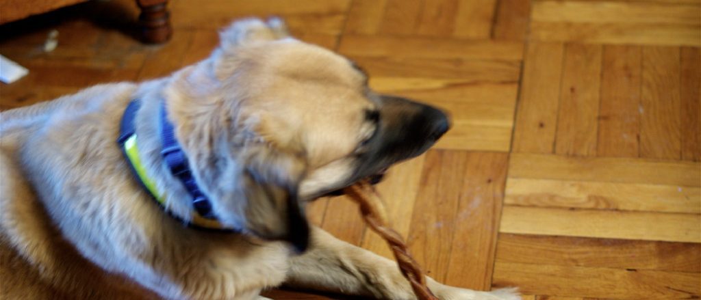 What is the Difference between Pizzle Sticks And Bully Sticks  : Unveiling the Enigma