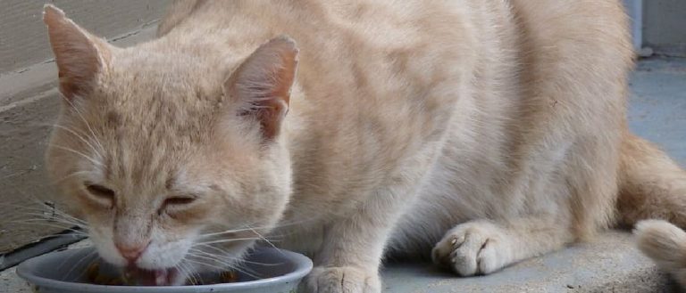 Why Does My Cat Yowl After Eating? Unraveling the Mystery