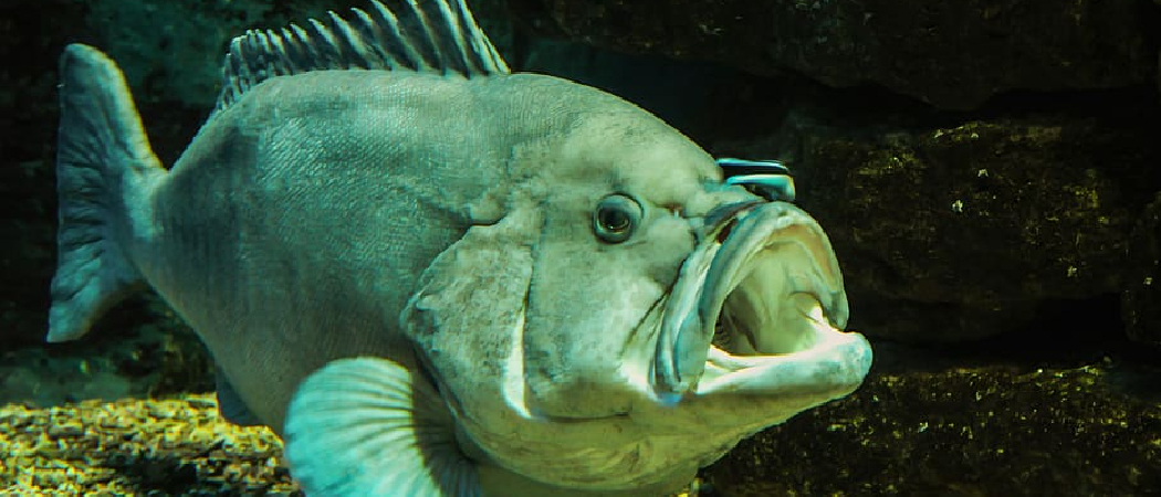 What Fish Eat Guppies : 10 Predators That Devour Guppies