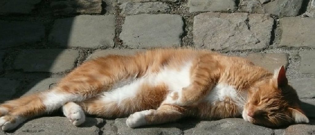 How to Help a Cat in Heat Calm down: Expert Tips and Tricks