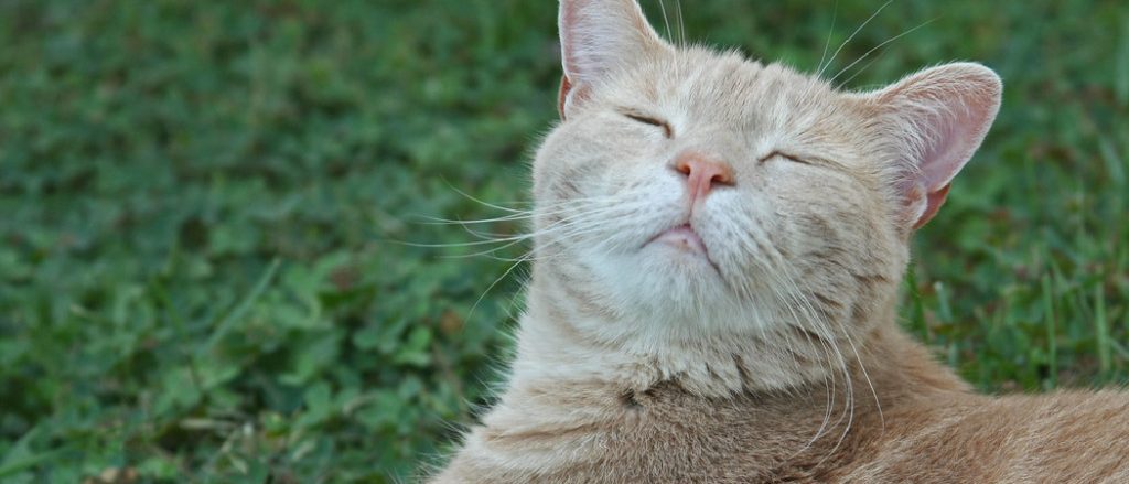 Why Do Cats Stretch: Discover the Surprising Benefits