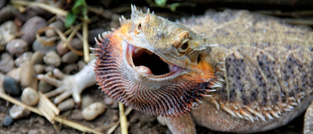 Why Do Bearded Dragons Open Their Mouths: Unlocking the Mystery Behind This Behavior