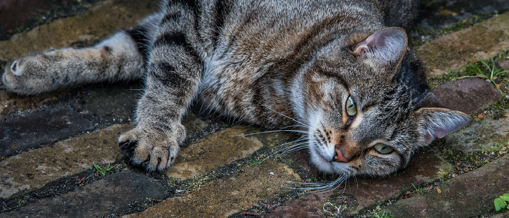 Why Does My Cat's Fur Look Unhealthy? Find Out The Top Solutions!